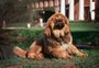 Quais as raças de cachorro mais caras do mundo