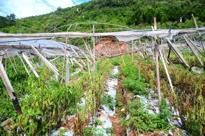 CAXIAS DO SUL, RS, BRASIL, 05/12/2023. Agricultura tem prejuízos estimados em R$ 30 milhões por causa das chuvas em Caxias do Sul. Na foto, propriedade de Vagner Paniz, estrutura e hortaliças foram atingidos por temporais. (Porthus Junior/Agência RBS)<!-- NICAID(15617492) -->