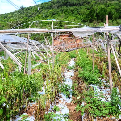 CAXIAS DO SUL, RS, BRASIL, 05/12/2023. Agricultura tem prejuízos estimados em R$ 30 milhões por causa das chuvas em Caxias do Sul. Na foto, propriedade de Vagner Paniz, estrutura e hortaliças foram atingidos por temporais. (Porthus Junior/Agência RBS)<!-- NICAID(15617492) -->