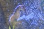 Cavalo-marinho-de-focinho-longo dá a luz no Oceanic Aquarium - Foto: Tamiane Laffer/Oceanic Aquarium/Divulgação<!-- NICAID(15653308) -->