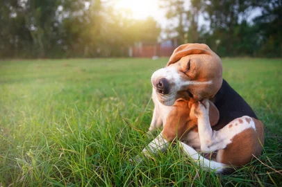 An adorable beagle dog scratching body outdoor on the grass field in the evening.                      Fonte: 661685768<!-- NICAID(15894083) -->