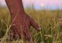 Custos e estiagem também impactam arroz orgânico do RS