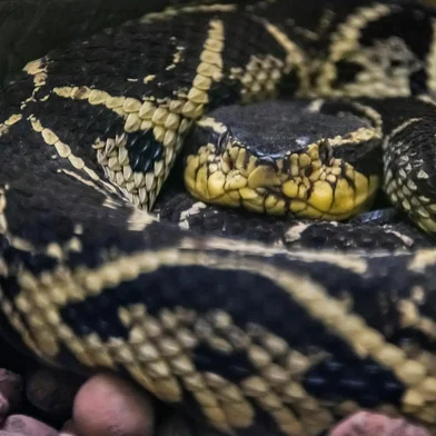 JararacuÃ§u (bothrops jararacussu) _ JararacussuJararacuÃ§u (bothrops jararacussu) fotografado em Santa Teresa, na regiÃ£o serrana do EspÃ­rito Santo -  Sudeste do Brasil. Bioma Mata AtlÃ¢ntica. Registro feito em 2018. Animal em cativeiro.â â ENGLISH: Jararacussu photographed in Santa Teresa, in EspÃ­rito Santo - Southeast of Brazil. Atlantic Forest Biome. Picture made in 2018. Captive animal.Local: Santa TeresaIndexador: Leonardo MerÃ§onFonte: 341830213Fotógrafo: Fotografo de Natureza e Conserva<!-- NICAID(15989255) -->