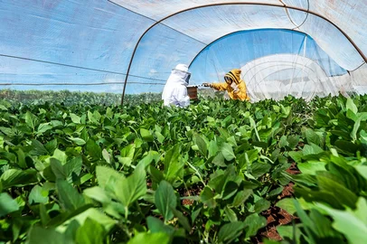 BASF lança projeto que une sojicultores e apicultores para impulsionar agricultura sustentável no Pampa Gaúcho<!-- NICAID(16182686) -->