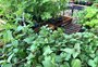 Horta em casa: descubra como cultivar os temperos em casa e quais os melhores pratos para usá-los