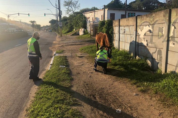 Cavalos estavam soltos nos arredores da avenida
