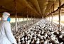 Como RS conseguiu reverter alcance da suspensão das exportações de frango após foco de Newcastle