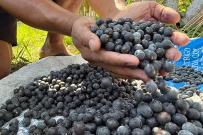 Produção de Açaí no Pará<!-- NICAID(16164046) -->