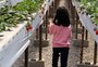 Colha e pague de frutas silvestres: como explorar mais este turismo no RS