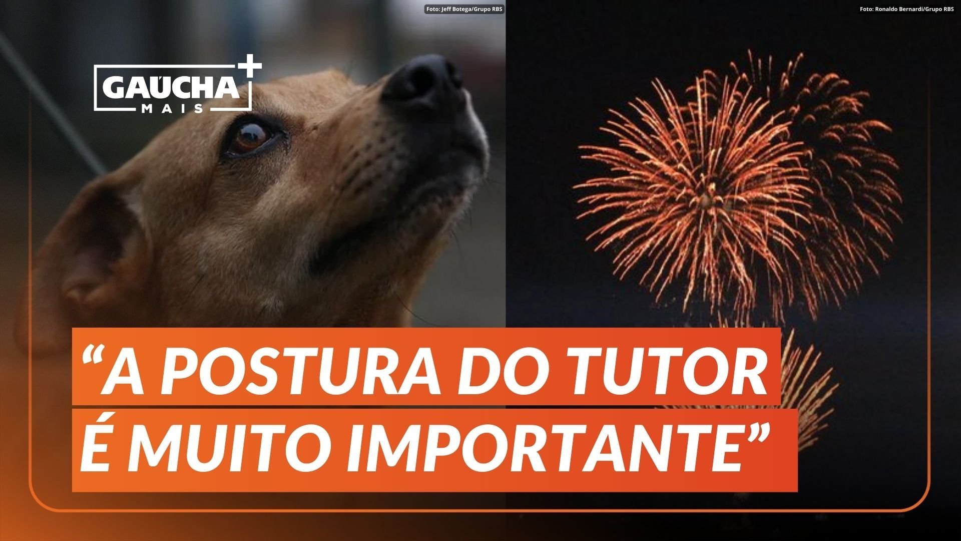 ANO NOVO: Como proteger c&atilde;es e gatos do barulho dos fogos de artif&iacute;cio?