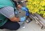 Prefeitura de Caxias emite alerta após identificar seis regiões com alto índice de infestação do Aedes aegypti