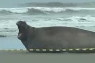 CASSINO. 06.10.2026. Elefante-marinho é visto descansando em diferentes pontos da Praia do Cassino. Macho jovem foi observado pela primeira vez na segunda-feira e apresenta comportamento normal para a espécie, segundo o Cram-Furg<!-- NICAID(16381430) -->