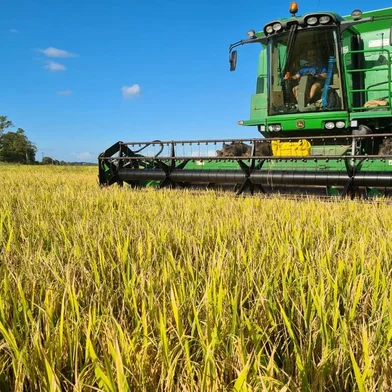 Lavoura de arroz em Arroio Grande em abril de 2021<!-- NICAID(14758550) -->
