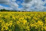 Canola pode reduzir emissões da aviação em até 55%, aponta estudo