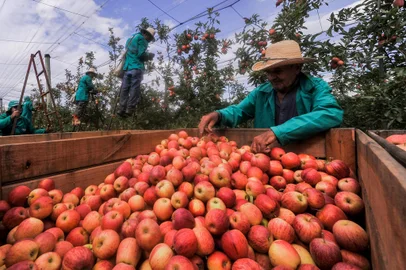 VACARIA, RS, BRASIL, 10/03/2023. Matéria sobre mão de obra na colheita da maçã em Vacaria. (Neimar De Cesero/Agencia RBS)Indexador: NEIMAR DE CESERO<!-- NICAID(15371511) -->