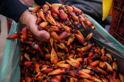 CAXIAS DO SUL, RS, BRASIL, 09/04/2026. Safra do pinhão em 2026 deve ser menor que o ano passado na Serra, ficando abaixo de 600 toneladas. Em Caxias do Sul, tendência é que volume se mantenha. No Ceasa, carregamento de pinhão começou a chegar nesta semana. (Neimar De Cesero/Agência RBS)Indexador: Neimar De Cesero<!-- NICAID(16262376) -->
