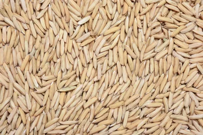 Conab vai comprar semente de arroz para doar a agricultores familiares gaúchos<!-- NICAID(15929202) -->