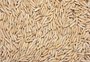 Como a queda no preço do arroz pago ao produtor pode impactar o teu bolso