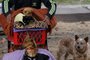 PORTO ALEGRE, RS, BRASIL, 02-08-2016: Cachorros e gata acomodados em carrinho para sair, na região central. (Foto: Mateus Bruxel / Agência RBS)<!-- NICAID(12354195) -->