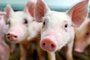 pig farm industry farming hog barn porkpig farm industry farming hog barn pork piglet swineIndexador: Agnor MarkFonte: 304335215<!-- NICAID(15166200) -->