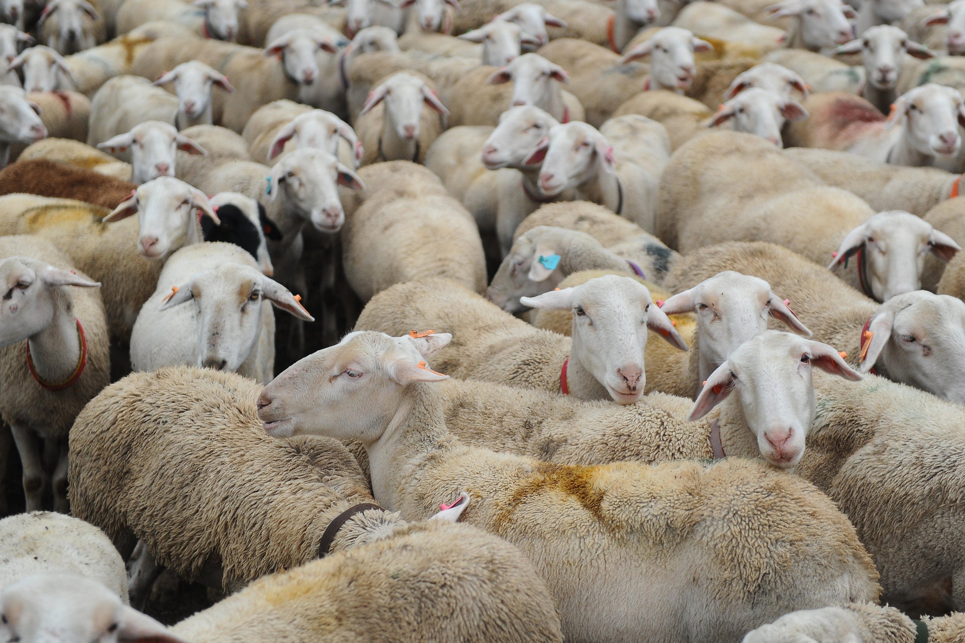 Por que o Brasil busca chegar em 2030 com 30 milh&otilde;es de ovinos