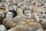 Por que o Brasil busca chegar em 2030 com 30 milhões de ovinos