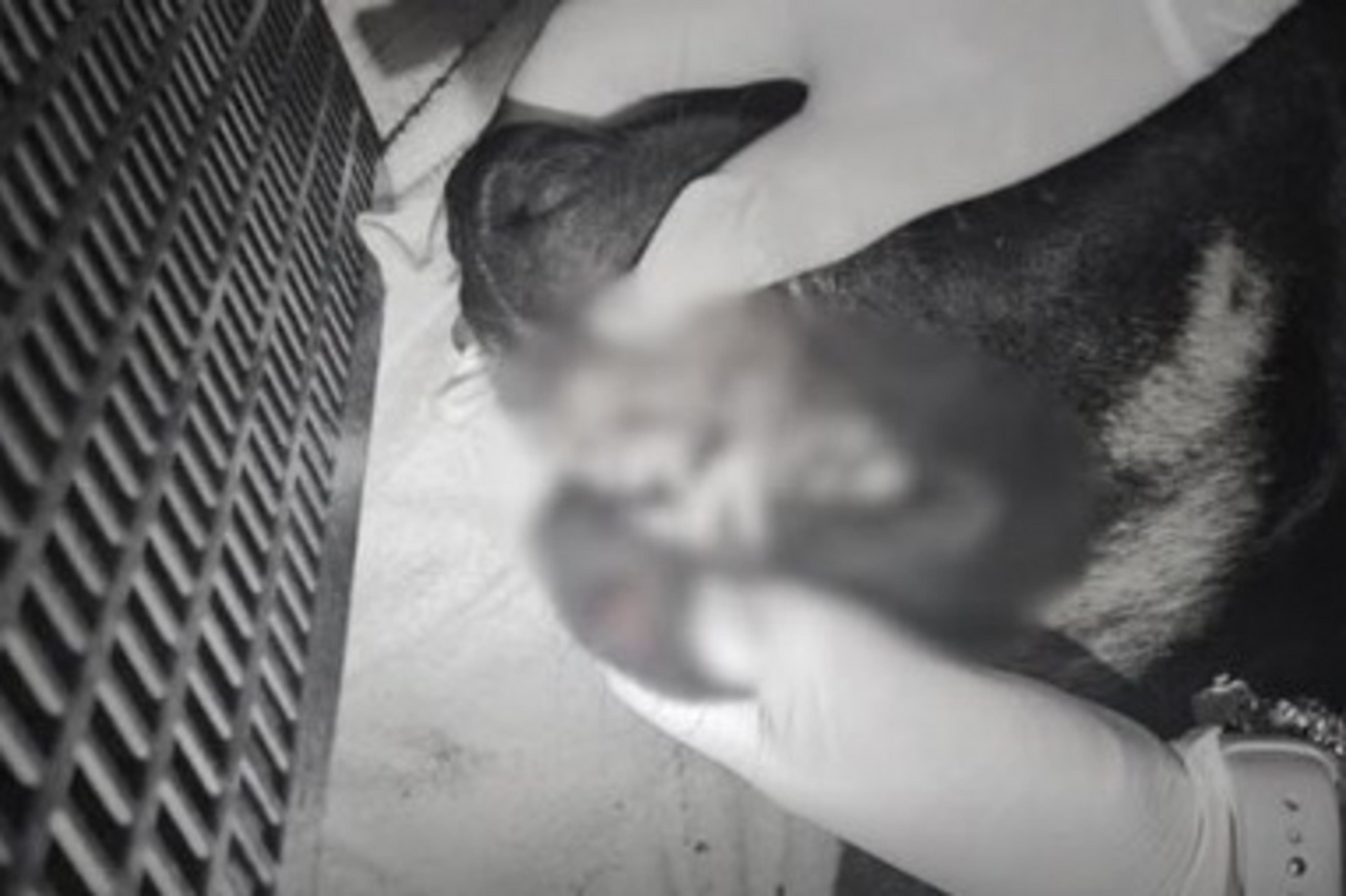 Cachorro morre ap&oacute;s ser jogado em rio e de um pr&eacute;dio em SC; tr&ecirc;s adolescente s&atilde;o apreendidos