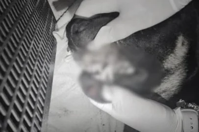 Três adolescentes foram apreendidos na noite da quinta-feira (12) por arremessarem um cão no rio e depois jogarem o animal do alto de um prédio em Itajaí, em Santa Catarina. A Guarda Municipal, por meio da equipe da Guarda Ambiental, foi acionada para uma ocorrência de maus-tratos a animal na Rua Domingos Braz Sedez, no bairro Cordeiros.<!-- NICAID(16225148) -->