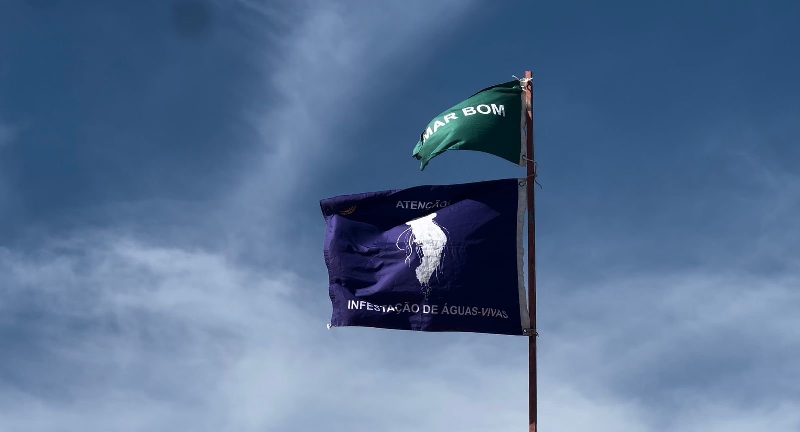 Litoral Sul j&aacute; registrou mais de 8 mil queimaduras por &aacute;guas-vivas e caravelas-portuguesas desde o in&iacute;cio do ano