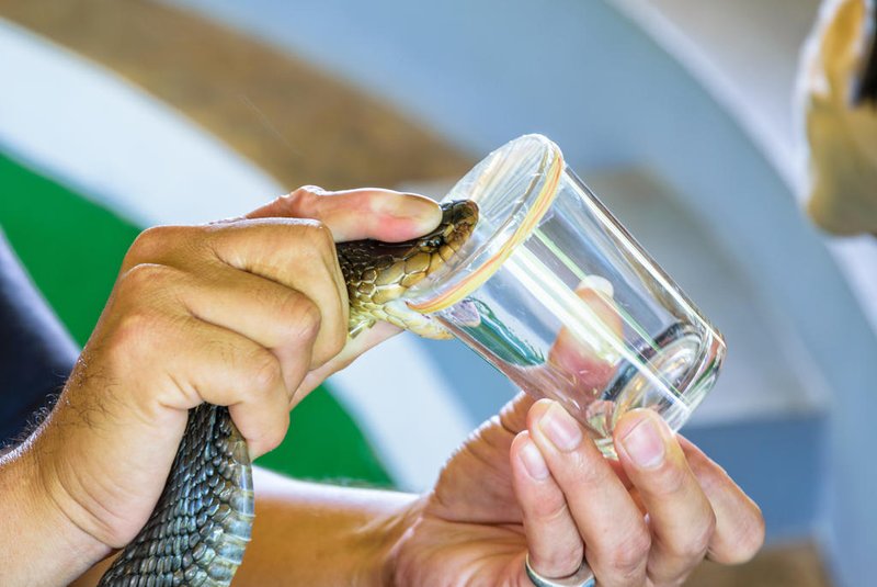 Cobra Venom ExtractionCobra Venom Extraction, using the handles on the neck of the Cobra put on the edge of the glass to bite until it can see its poisonFonte: 228407631<!-- NICAID(15741615) -->