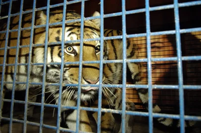 *** Circo Bremer-Nereu ***Cadela Lilica, que amamentou dois filhotes de tigre é atração do Circo Bremer  em Caxias.Na foto, a tigre Keite.<!-- NICAID(1129999) -->