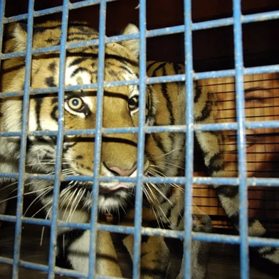 *** Circo Bremer-Nereu ***Cadela Lilica, que amamentou dois filhotes de tigre é atração do Circo Bremer  em Caxias.Na foto, a tigre Keite.<!-- NICAID(1129999) -->