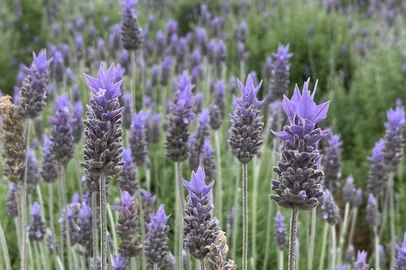 Cultura de lavanda em Morro Reuter<!-- NICAID(15890791) -->