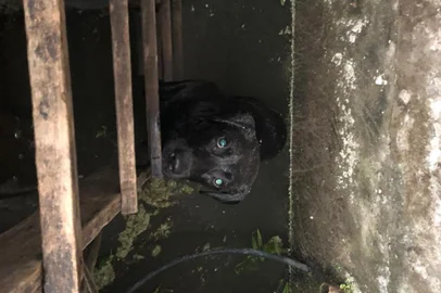 Cao é resgatado de poço em Bento Gonçalves.<!-- NICAID(14775125) -->