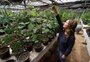 Projeto de melhoramento genético que já criou 22 novos tipos de uva, em Bento Gonçalves, tem na primavera sua etapa mais importante