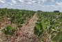 Novos levantamentos confirmam que a produção de soja caiu à metade no RS
