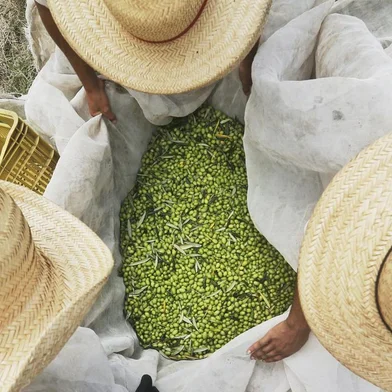 Sentinela do Sul, RS, Brasil, 27/02/2023 - Visita a olivais da Prosperato em Sentinela do Sul - Foto: Lauro Alves/Agência RBS<!-- NICAID(15360760) -->