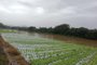 Impactos das enchentes no campo. Na foto, produção de folhosas na Serra.<!-- NICAID(15759454) -->