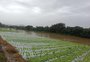 Perdas na agropecuária já somam cifra bilionária como efeito da enchente