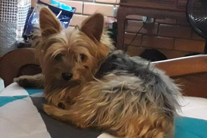 Dono de cachorro que teria morrido em pet diz que recebeu pedras no lugar do corpo; cachorro foi encontrado vivo, em Bagé. - Foto: Augusto Xavier / Arquivo Pessoal<!-- NICAID(15614618) -->