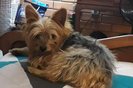 Dono de cachorro que teria morrido em pet diz que recebeu pedras no lugar do corpo; cachorro foi encontrado vivo, em Bagé. - Foto: Augusto Xavier / Arquivo Pessoal<!-- NICAID(15614618) -->