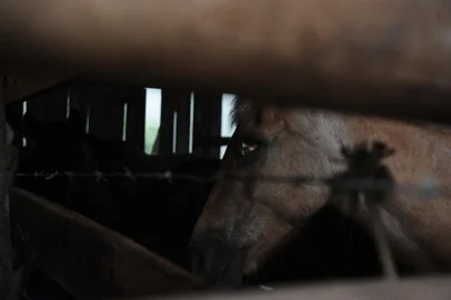 CAXIAS DO SUL, RS, BRASIL (18/11/2021)MP desarticula esquema que misturava carnes de cavalo com gado para vender para hamburguerias da Serra. (Antonio Valiente/Agência RBS)<!-- NICAID(14944028) -->