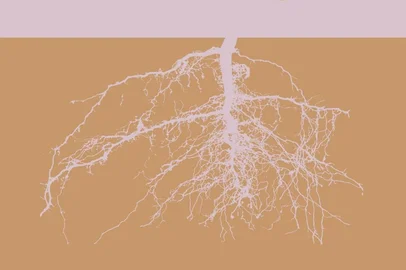 Onze artistas e todo o Brasil estarão em Caxias para Mostra Artística e Residência receberá seis criadores para imersão em zona ruralDepois de um processo seletivo que recebeu 517 inscrições de todo o Brasil, o projeto Rede Corposições anunciou, no último domingo, os artistas que estarão em Caxias para uma Mostra Artística. A proposta inicial era a seleção de quatro inscritos. Mas devido à grande procura, os idealizadores da proposta decidiram ampliar para seis artistas que participarão da Mostra Artística e Residência, que será realizada na Zona Rural, no espaço Jardim, Jardim. Além deles, outros cinco artistas estarão na cidade para participar só da Mostra Artística. A programação será realizada entre 28 de novembro e 6 de dezembro.  A iniciativa é realizada com recursos da Lei Aldir Blanc - Editais SEDAC PNAB RS - 26-33/2024.<!-- NICAID(16149907) -->