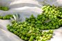 Azeitonas do azeite de oliva extra virgem Gaita, de Bom Jesus (RS).<!-- NICAID(15503165) -->