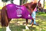 Cavalo Caramelo é oficialmente adotado pela Ulbra; relembre o que aconteceu desde o resgate