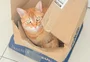 Passo-fundenses são mais gateiros? Cidade tem 60 gatos adotados todo mês, segundo ONG