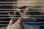 2 dos gatos que vivam em condições precárias em residênci de mulher de 68 anos, no bairro Belém Novo<!-- NICAID(15599814) -->