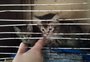 VÍDEO: idosa é presa em flagrante por manter mais de 40 animais engaiolados em casa