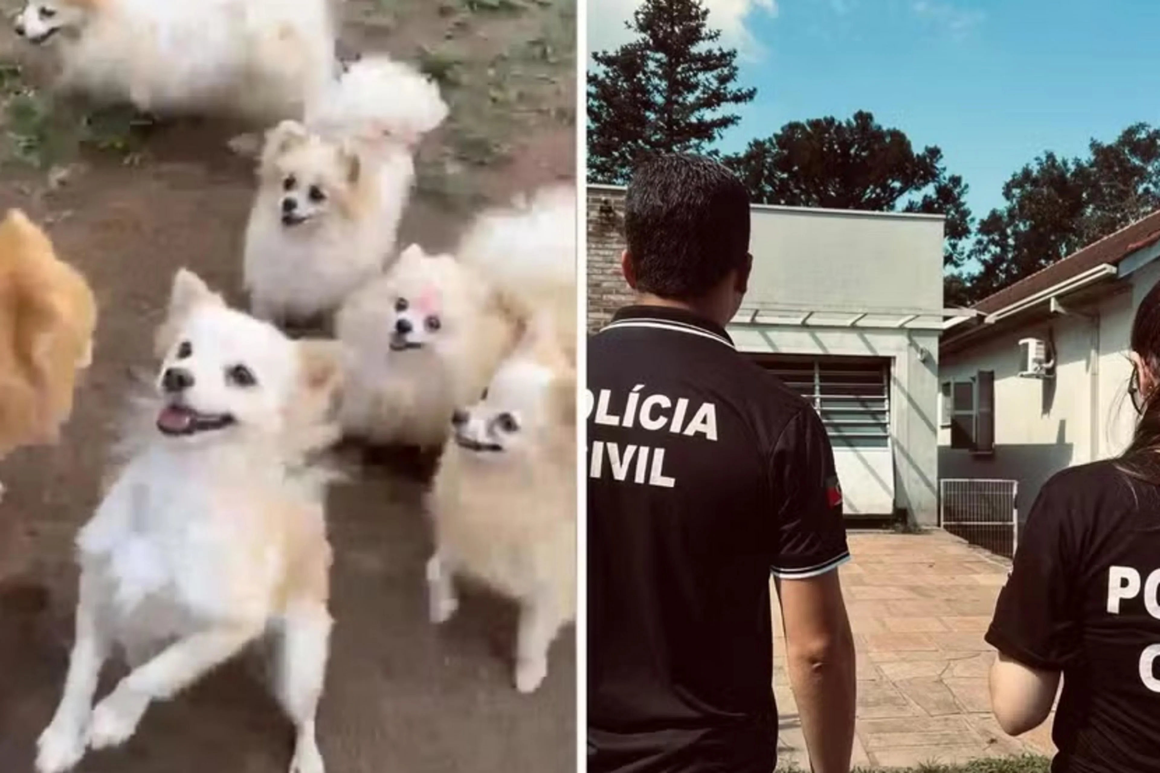 Polícia Civil/Divulgação