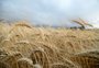 Com expectativa de El Niño, safra de inverno no RS deve ser 12,8% menor em 2023